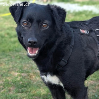 Ole – liebevoller, freundlicher junger Rüde