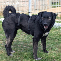 Ole – liebevoller, freundlicher junger Rüde (RESERVIERT)