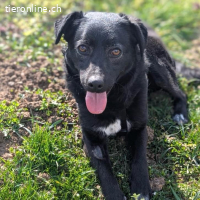 Ole – liebevoller, freundlicher junger Rüde (RESERVIERT)