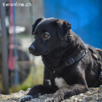 Ole – liebevoller, freundlicher junger Rüde (RESERVIERT)