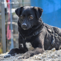 Ole – liebevoller, freundlicher junger Rüde (RESERVIERT)