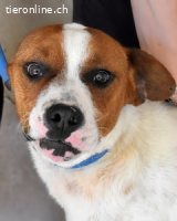 Olli - Quirliges Hundekind braucht dringend Familie