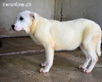 Olyvia - Acht kleine Leben ....