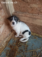 Ophelia- ein kleines herz sucht behutsam ihr Zuhause