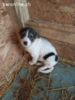 Ophelia- ein kleines herz sucht behutsam ihr Zuhause