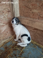 Ophelia- ein kleines herz sucht behutsam ihr Zuhause