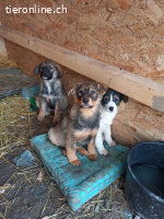 Ophelia- ein kleines herz sucht behutsam ihr Zuhause
