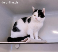 Oreo, ca 3 Jahre, männl, kastr, lieb & freundlich