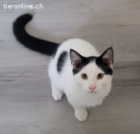 Oreo - er bringt nicht nur Leben ins Haus – sondern ganz vie