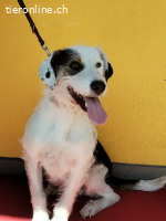 Oreo, Mischling, Rüde, geb. am 01.04.2023, 50 cm, 17 kg