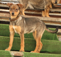 Oriana – sensible Beobachterin mit grossem Herzen