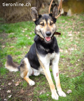 ORNI, SEHR FREUNDLICHER MISCHLINGSRÜDE, CA. 5 J., 66CM, 28KG