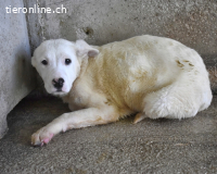 Orvin - Acht kleine Leben...