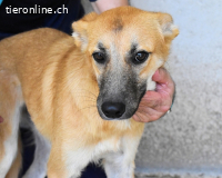 Osita - "und wenn sie nicht weg sind...