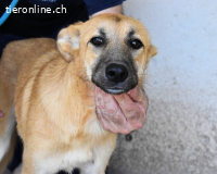 Osita - "und wenn sie nicht weg sind...