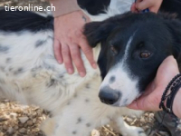 Otis - bildhübscher und anmutiger Junghund