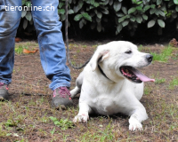 Ottaviano - Fels in der Brandung gesucht!