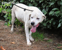 Ottaviano - Fels in der Brandung gesucht!