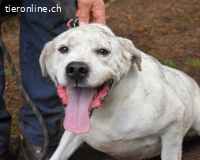 Ottaviano - Fels in der Brandung gesucht!