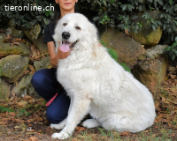 Ottis - Wow! Einfach nur wow!