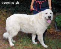 Ottis - Wow! Einfach nur wow!