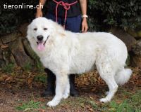 Ottis - Wow! Einfach nur wow!