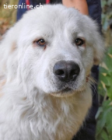 Ottis - Wow! Einfach nur wow!