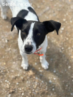 Ozzy - Bezaubernder Rüde möchte endlich ankommen