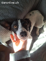 Ozzy - Bezaubernder Rüde möchte endlich ankommen