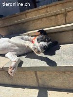 Ozzy - Bezaubernder Rüde möchte endlich ankommen