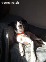 Ozzy - Bezaubernder Rüde möchte endlich ankommen