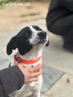 Ozzy - Bezaubernder Rüde möchte endlich ankommen