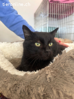 Ozzy sprüht vor Lebensfreude (3 Jahre)