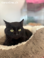 Ozzy sprüht vor Lebensfreude (3 Jahre)