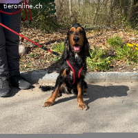 Pablo, Cocker Spaniel, mitten in der Pubertät