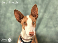 Pamina