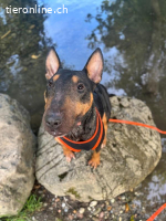 Pancho - ein Bullterrier wie aus dem Bilderbuch