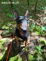 Pancho - ein Bullterrier wie aus dem Bilderbuch