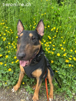Pancho - ein Bullterrier wie aus dem Bilderbuch