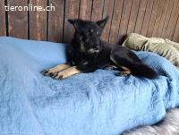 Papi Rufus, endlich befreit