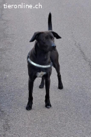 Patch (2 Jahre) - Neugieriger Jungspund sucht dich!