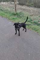 Patch (2 Jahre) - Neugieriger Jungspund sucht dich!