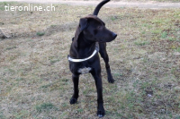 Patch (2 Jahre) - Neugieriger Jungspund sucht dich!