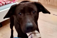 Patch (2 Jahre) - Neugieriger Jungspund sucht dich!