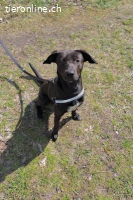 Patch (ca. 2 Jahre) - Neugieriger Jungspund sucht Dich!