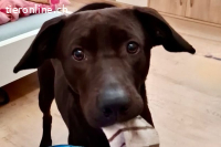 Patch (ca. 2 Jahre) - Neugieriger Jungspund sucht Dich!