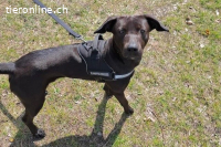 Patch (ca. 2 Jahre) - Neugieriger Jungspund sucht Dich!