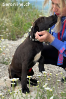 Patch (ca. 2 Jahre) - Neugieriger Jungspund sucht Dich!