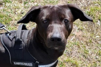 Patch (ca. 2 Jahre) - Neugieriger Jungspund sucht Dich!