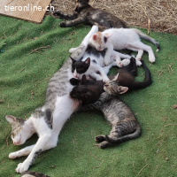 PATENSCHAFT statt Adoption!